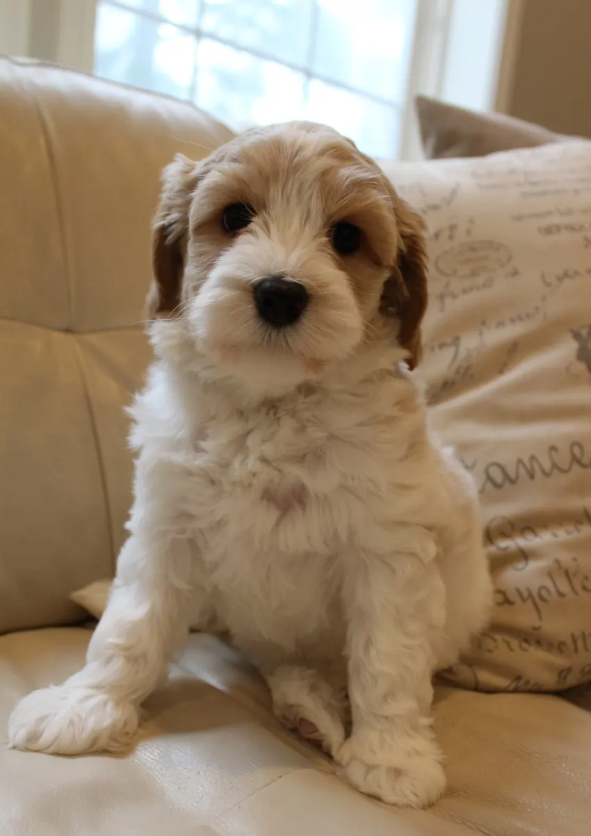 Clara Jane and Bear’s pups are home