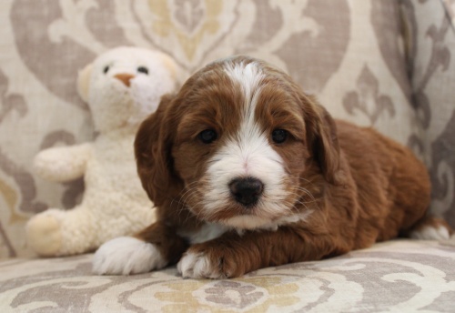 best mini labradoodles breeder puppies available