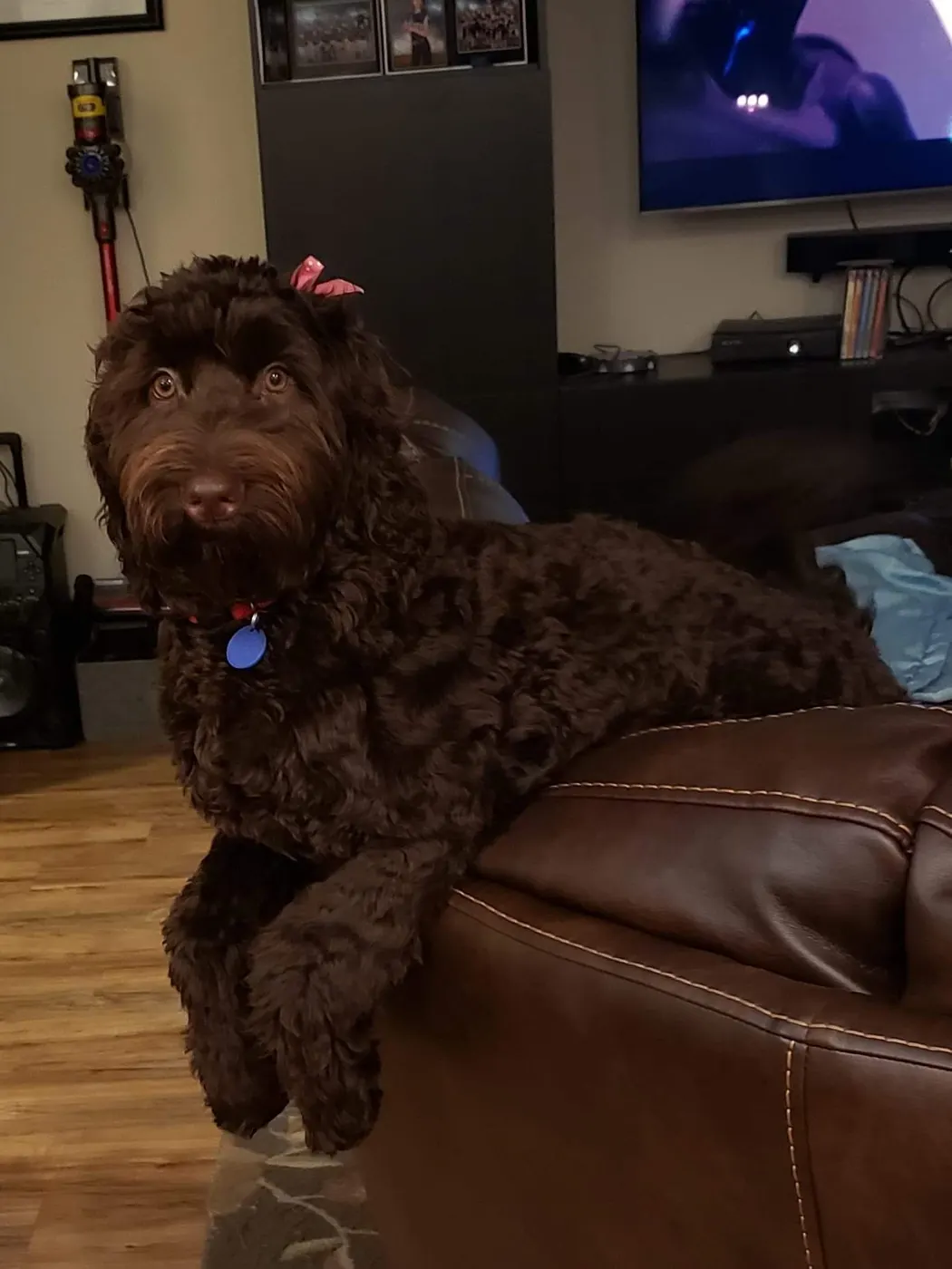 labradoodles best breeder Oregon
