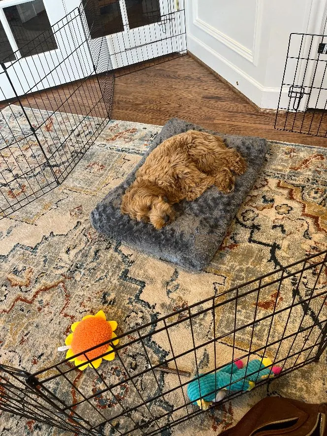 labradoodle therapy dogs service non shedding