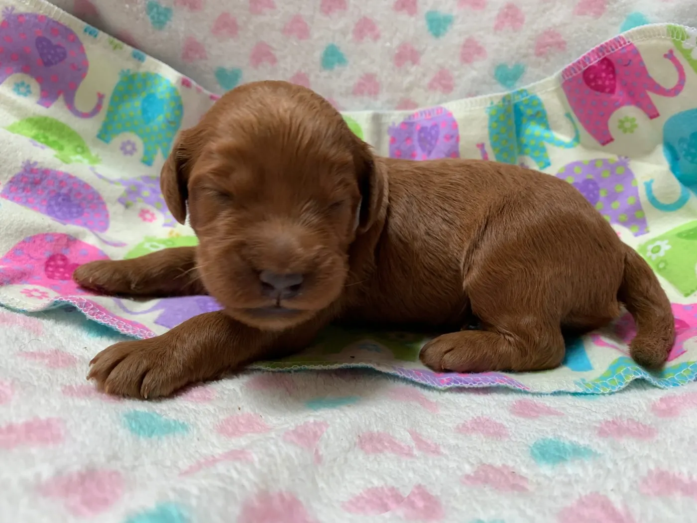 Bella and Gunner’s Bumble Bee puppies are home