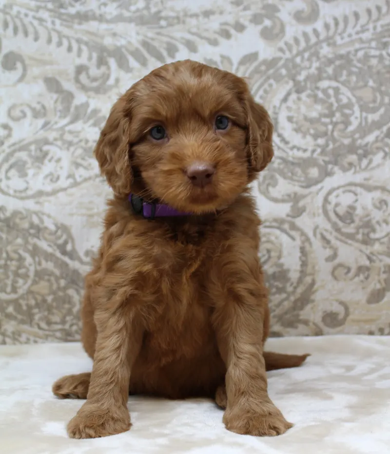 Hazel and Barkley’s puppies are home