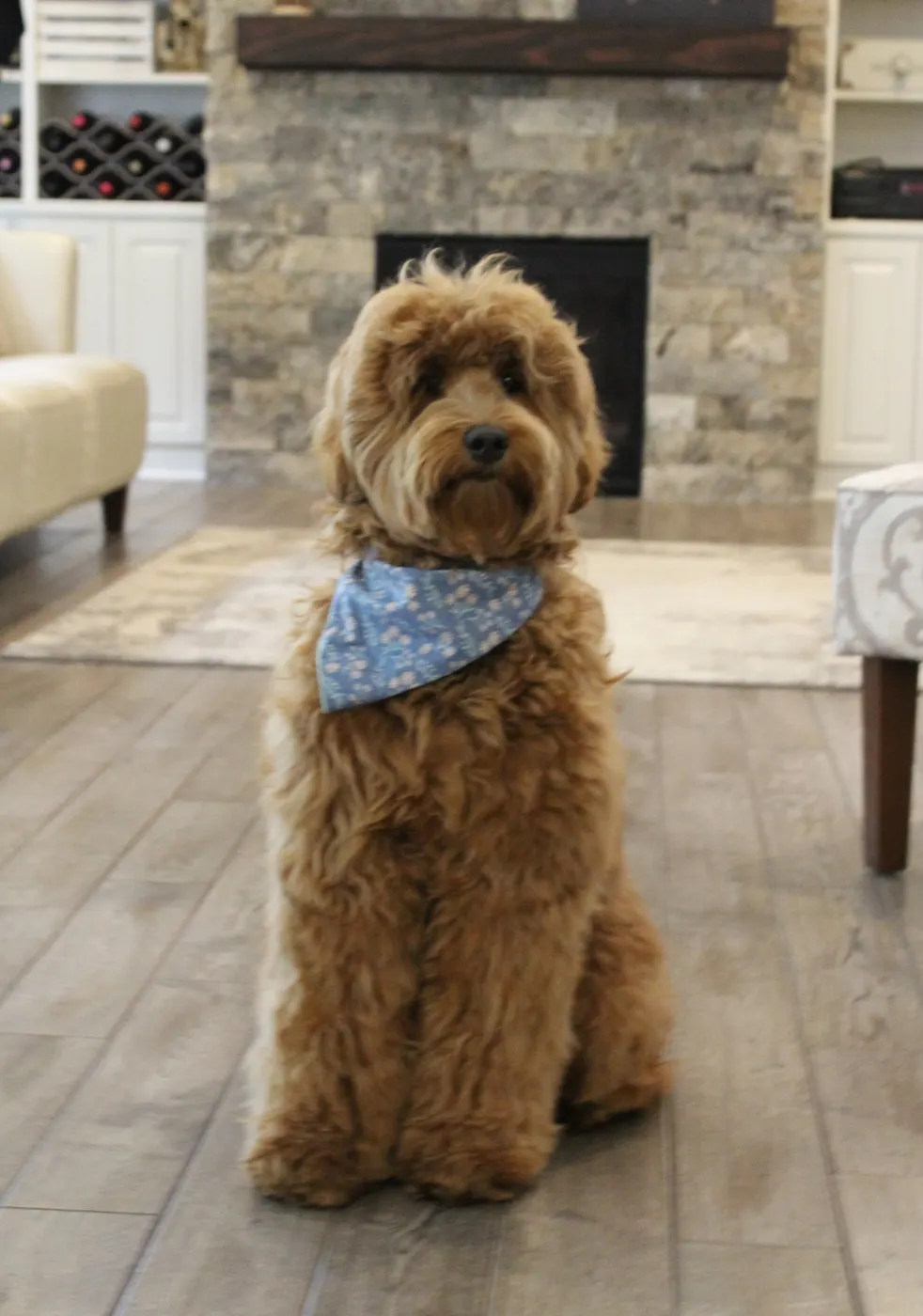 Valley Vineyard Labradoodle
