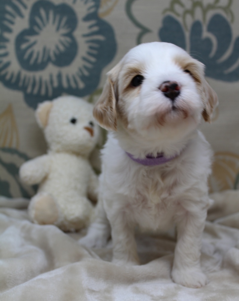Clara Jane and Bear’s pups are home
