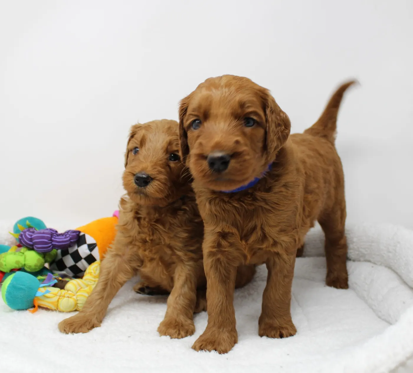 Bella and Gunner’s Bumble Bee puppies are home