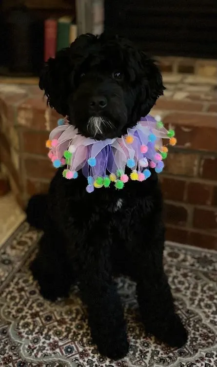 Testimonials about our labradoodle puppies