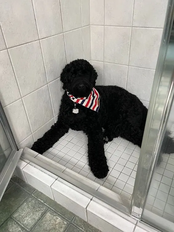 best labradoodle puppies Salem Portland Seattle