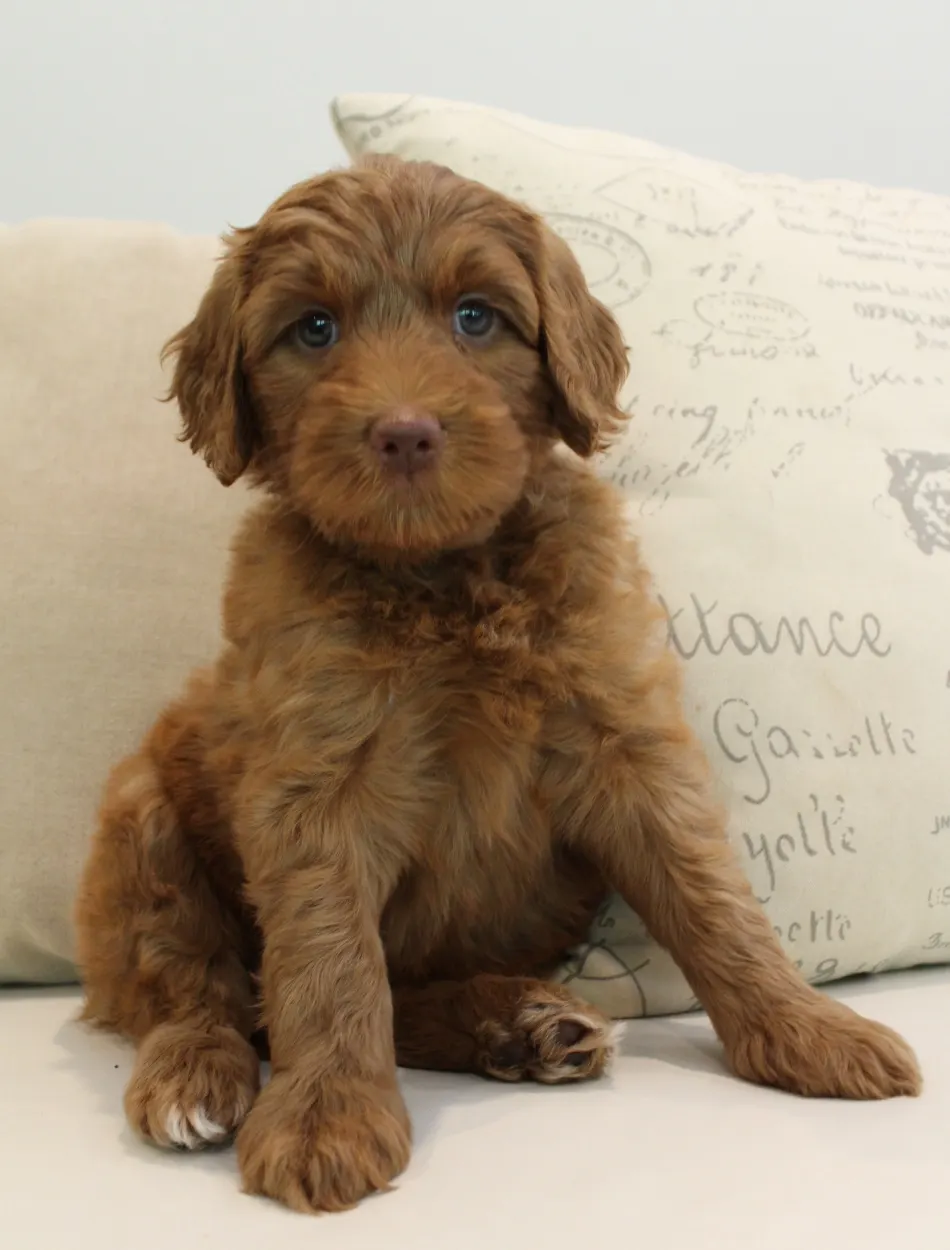 Hazel and Barkley’s puppies are home
