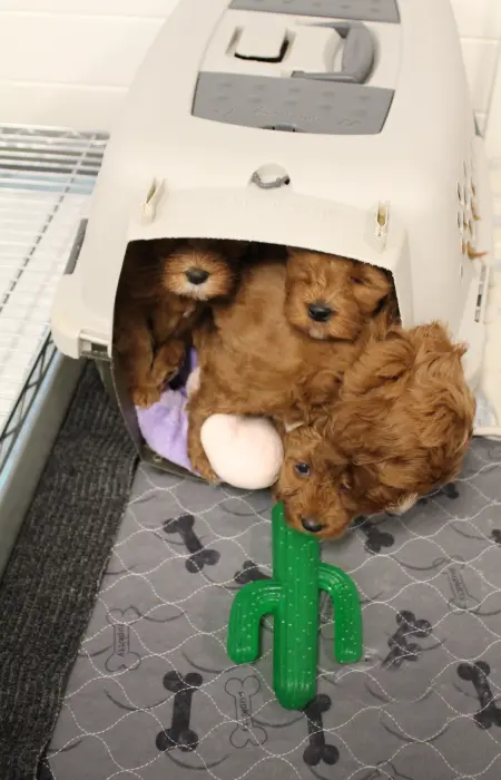 best Oregon labradoodle breeder McMinnville Salem Sherwood