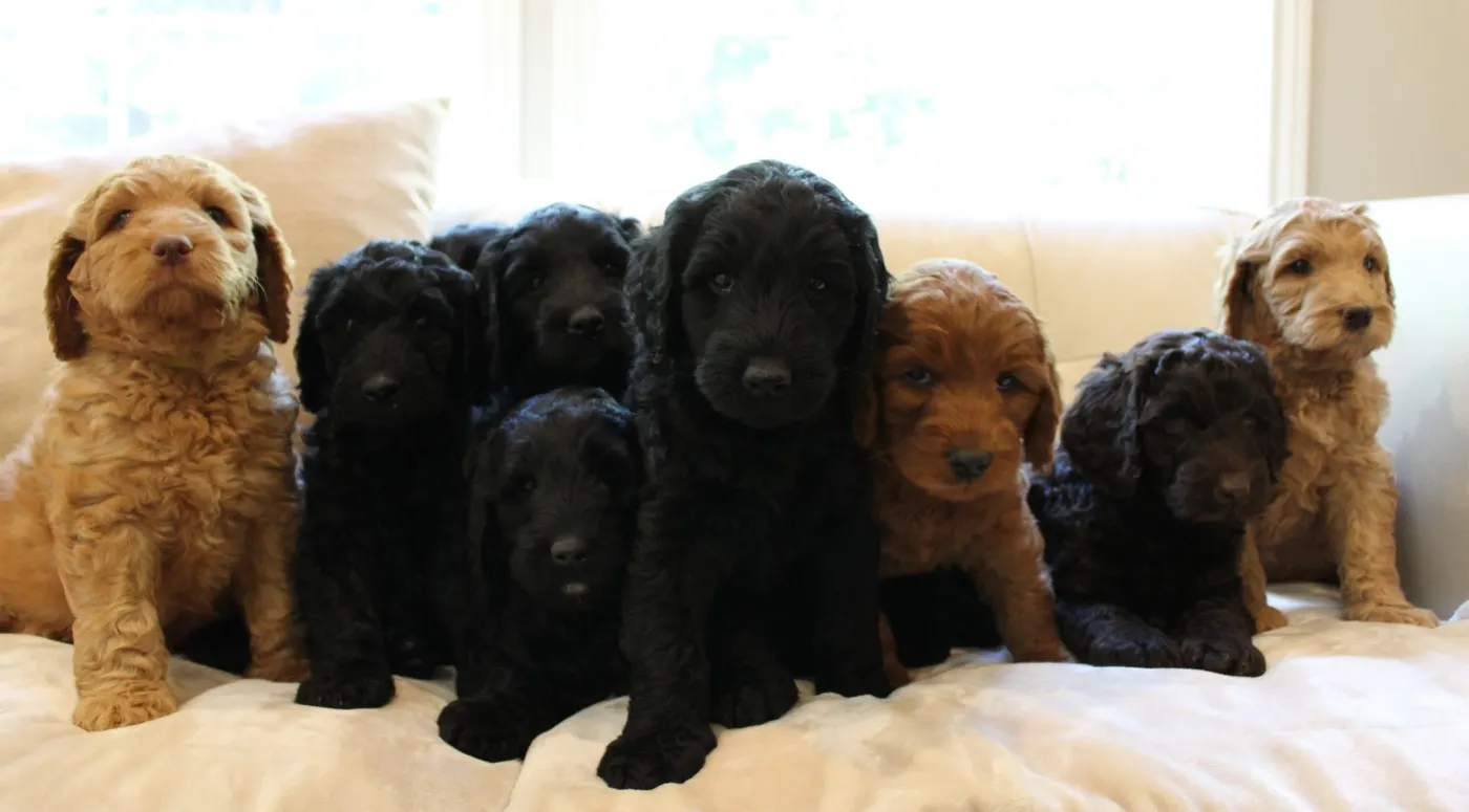 Gracie’s puppies are with their forever families
