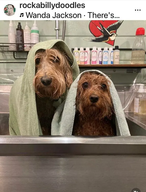 Bester labradoodle breeder Oregon Washington Portland