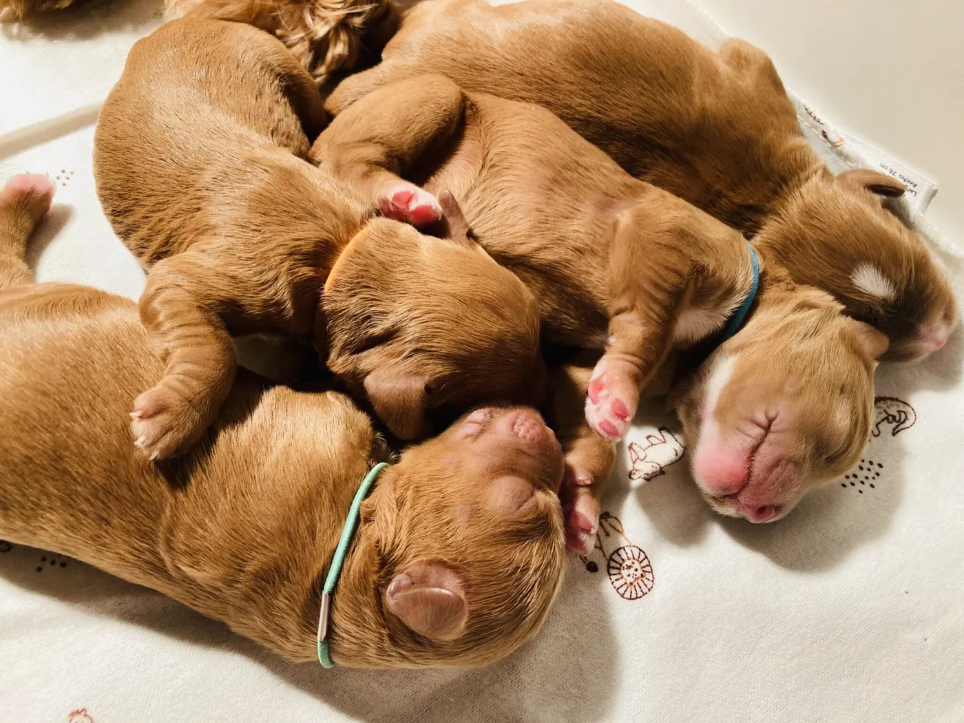 Ally and Watson’s litter is home
