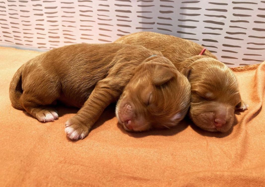 Ally and Watson’s litter is home