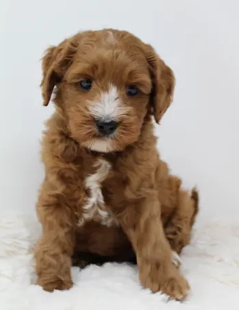Six weeks Max