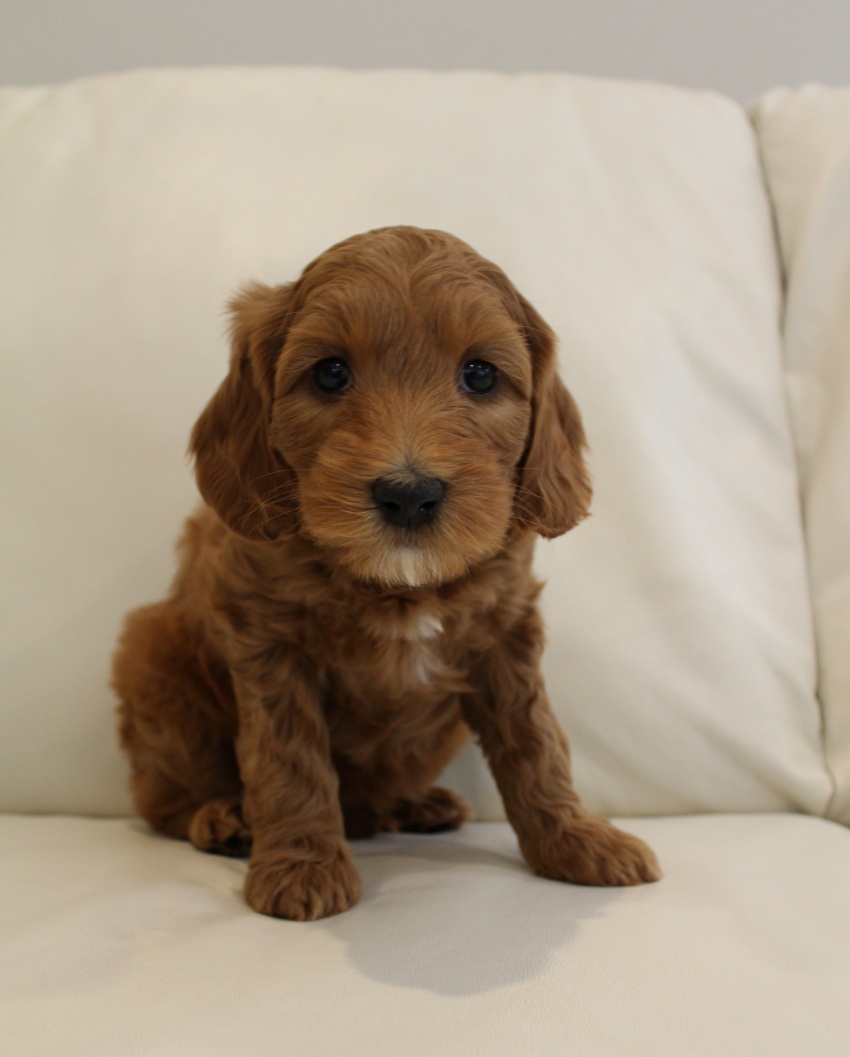 Emma and Watson’s puppies are home