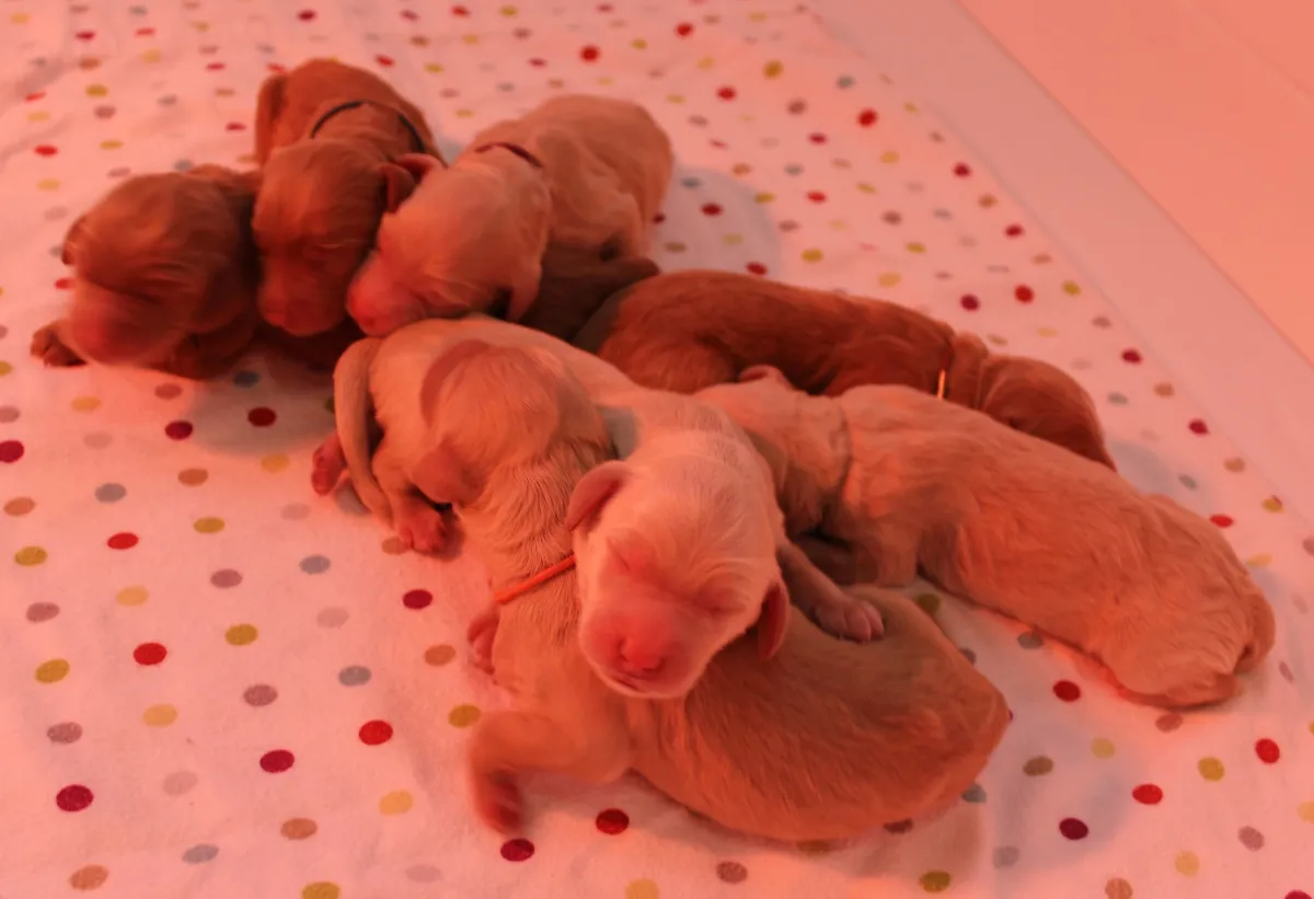 Roo and Basil’s Pups, Day One