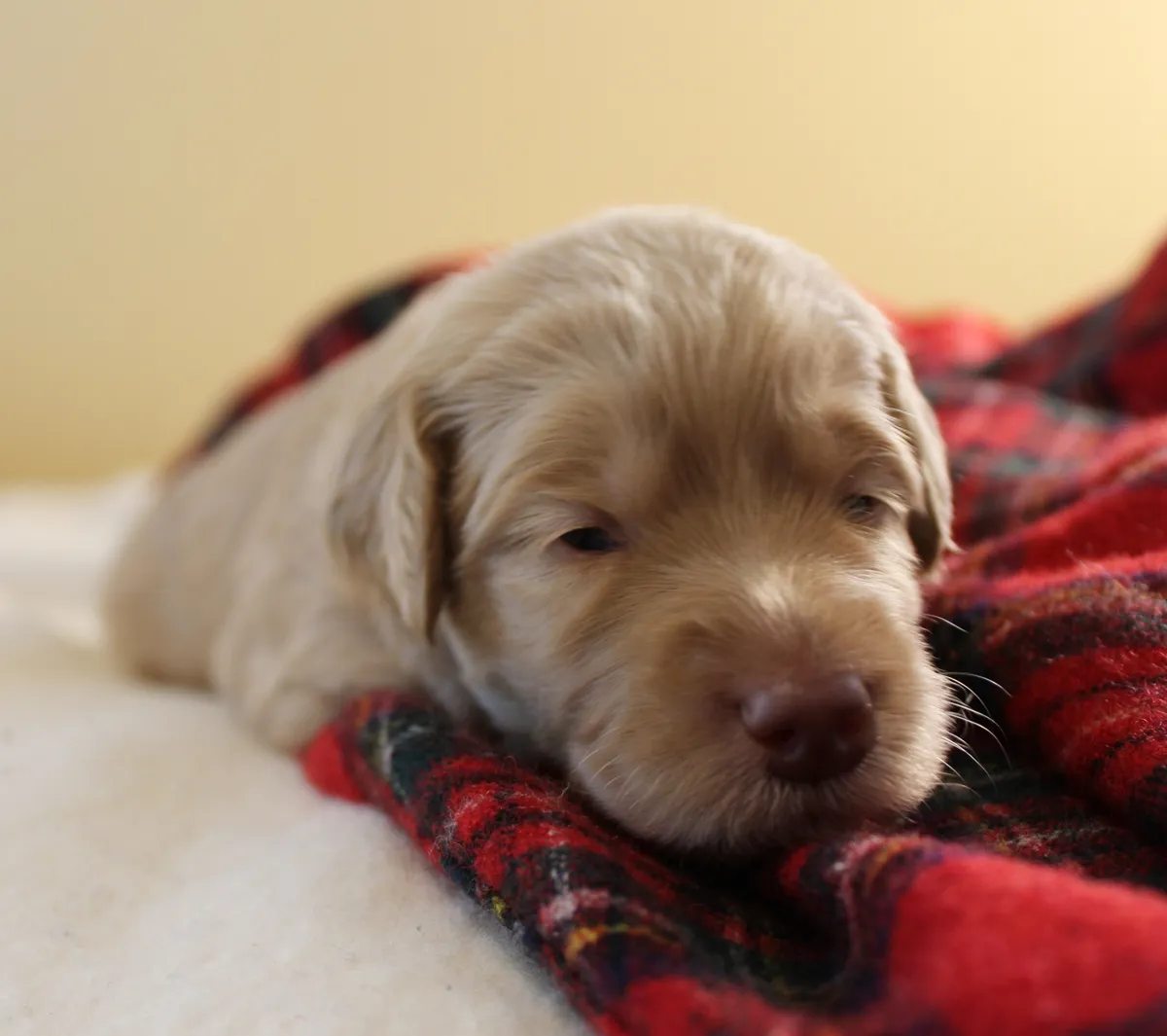 Monkey was still a little more sleepy when we picked him up for a picture.
