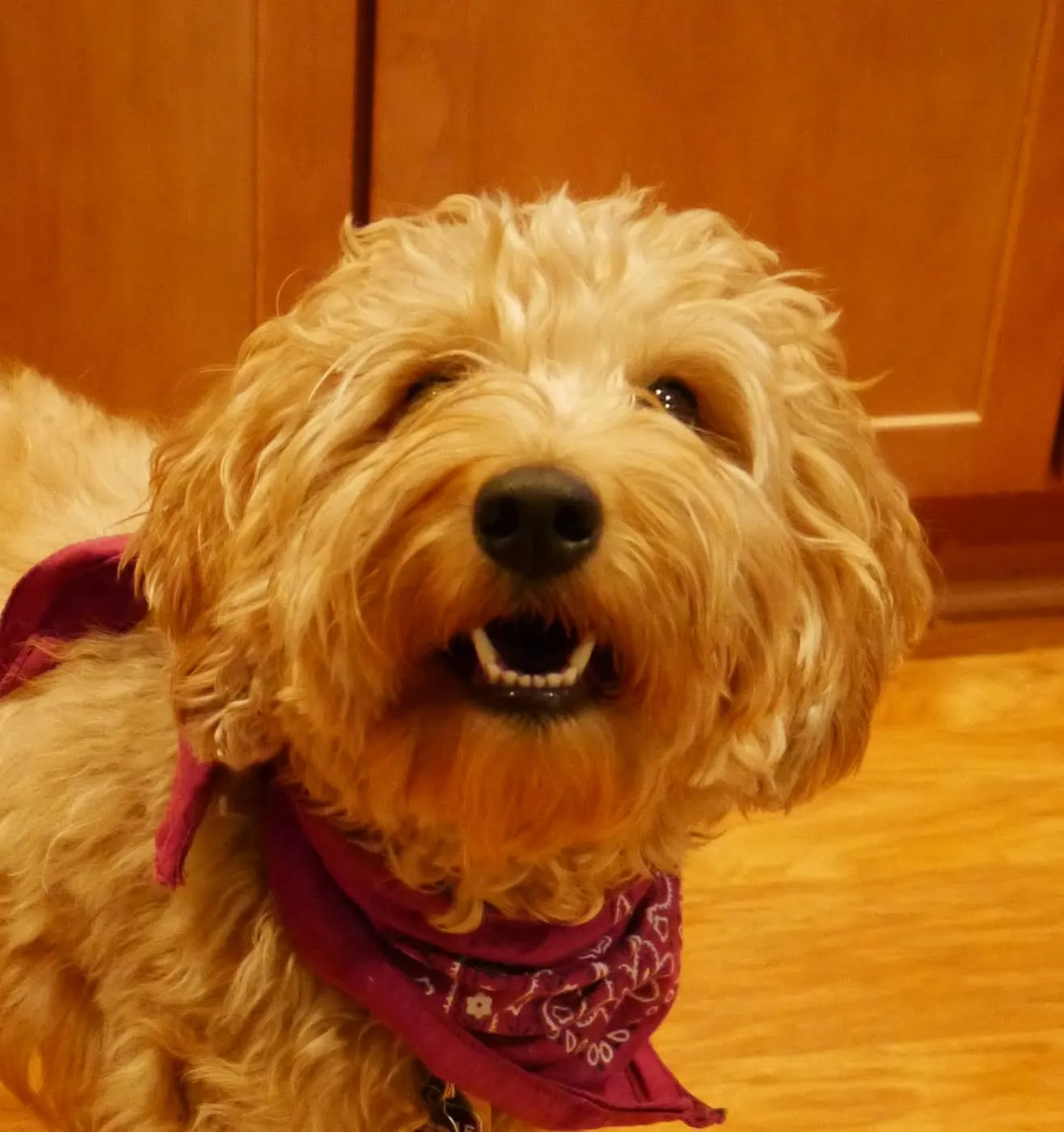 Standard Australian Labradoodle puppies like this one available soon in Oregon.