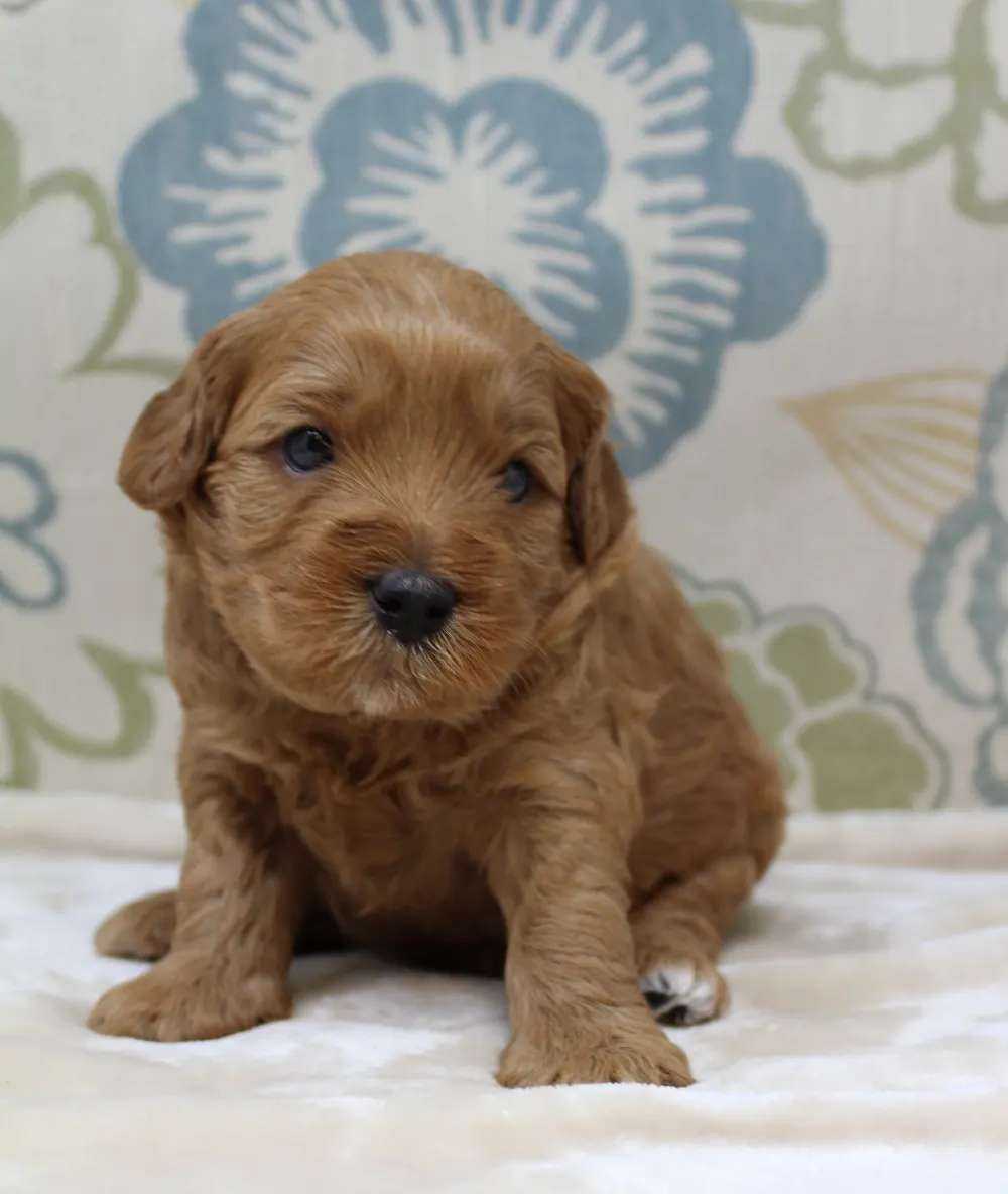Oregon Puppy Culture breeder puppies