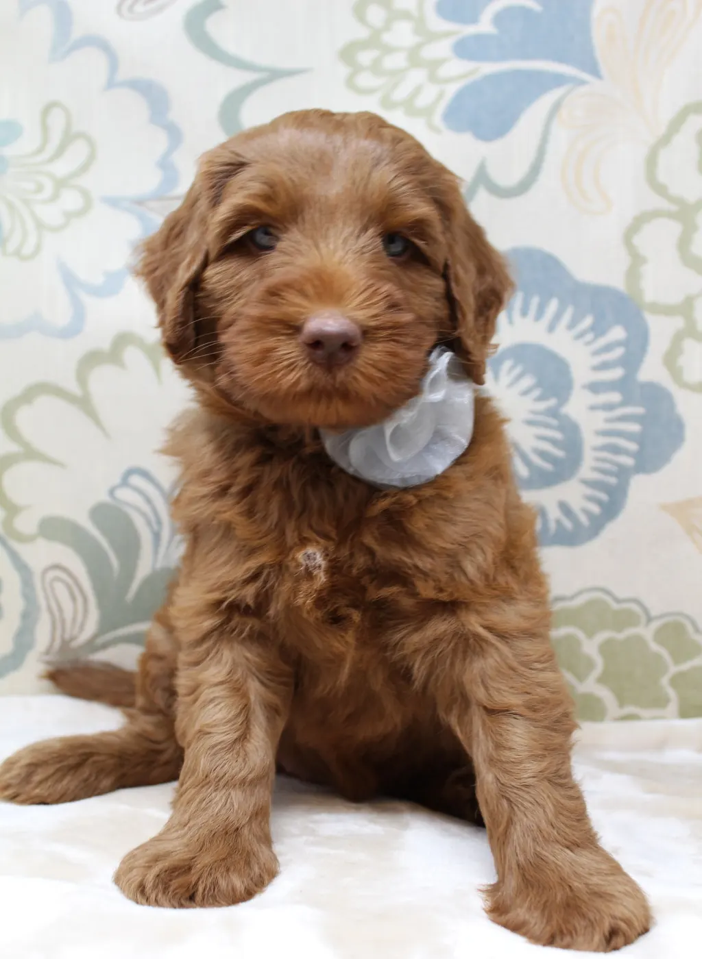 Gracie and Barkley’s litter is home