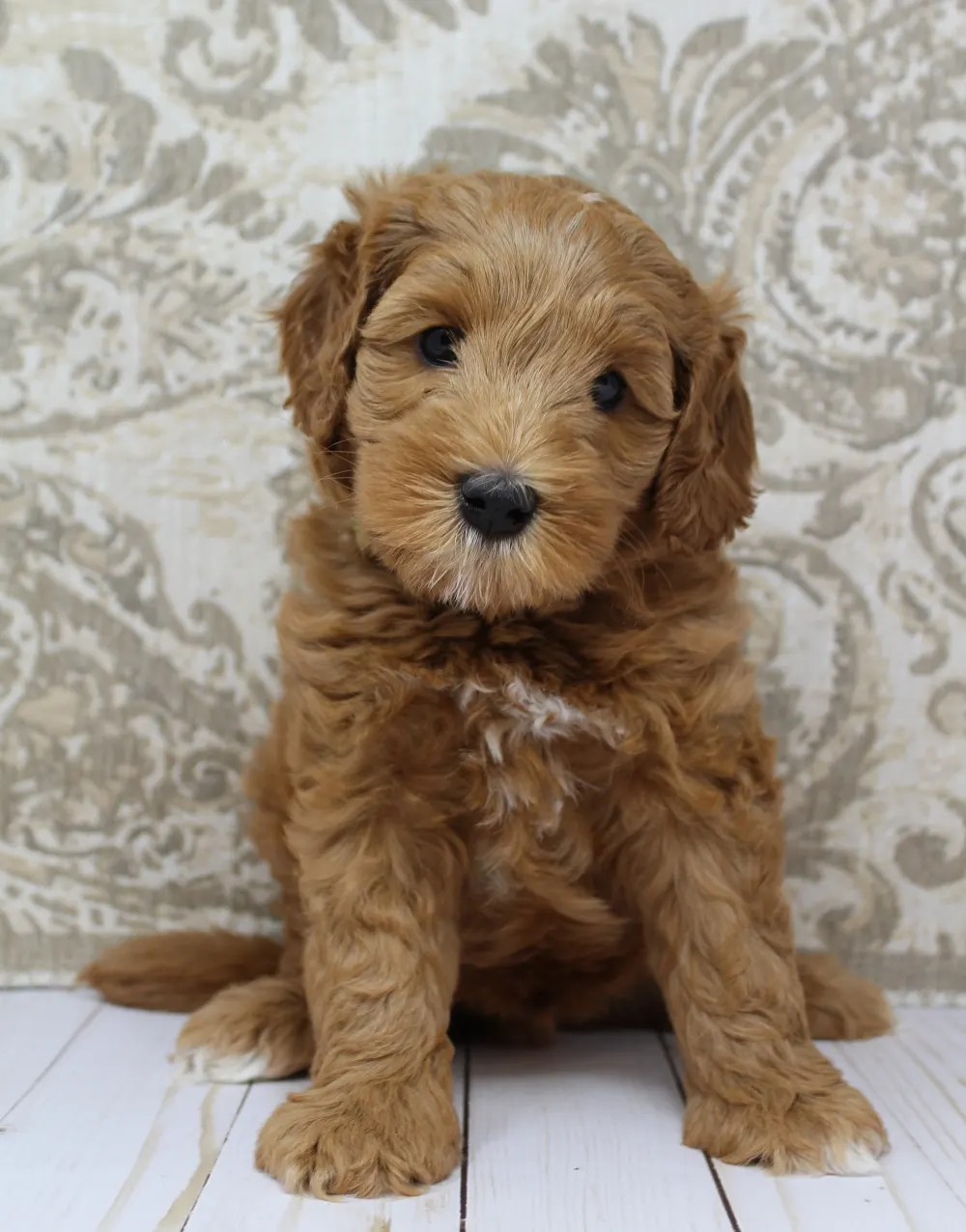 Australian Labradoodle breeder Oregon Washington