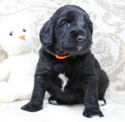 Puppy Culture breeder labradoodles puppies available now