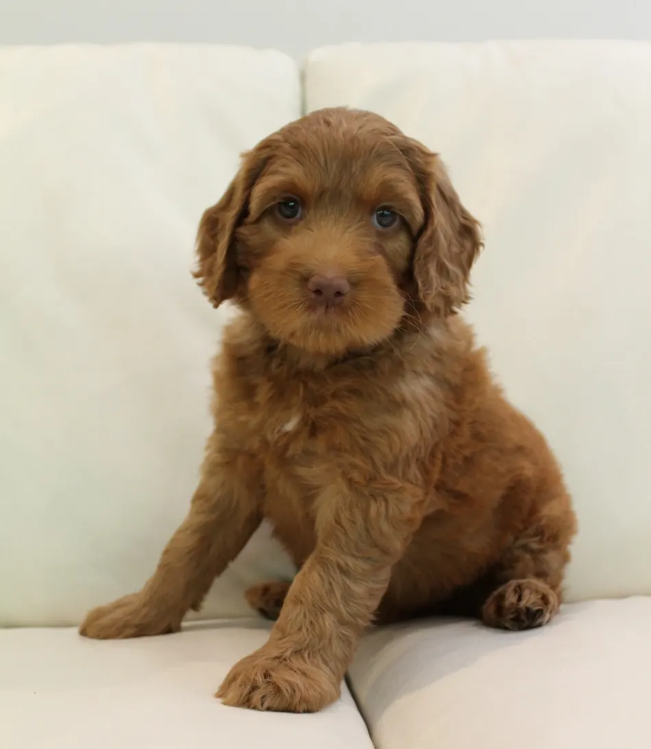 Hazel and Barkley’s puppies are home