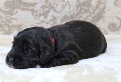 Kylie and Nelson's puppies are here