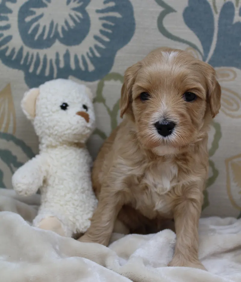 Clara Jane and Bear’s pups are home