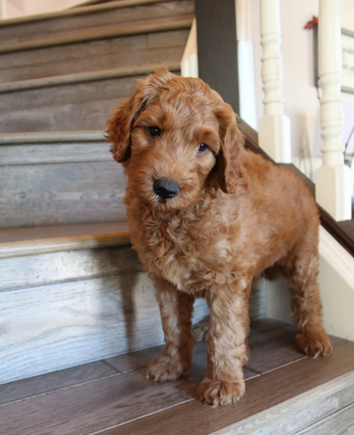 Bella and Gunner’s Bumble Bee puppies are home