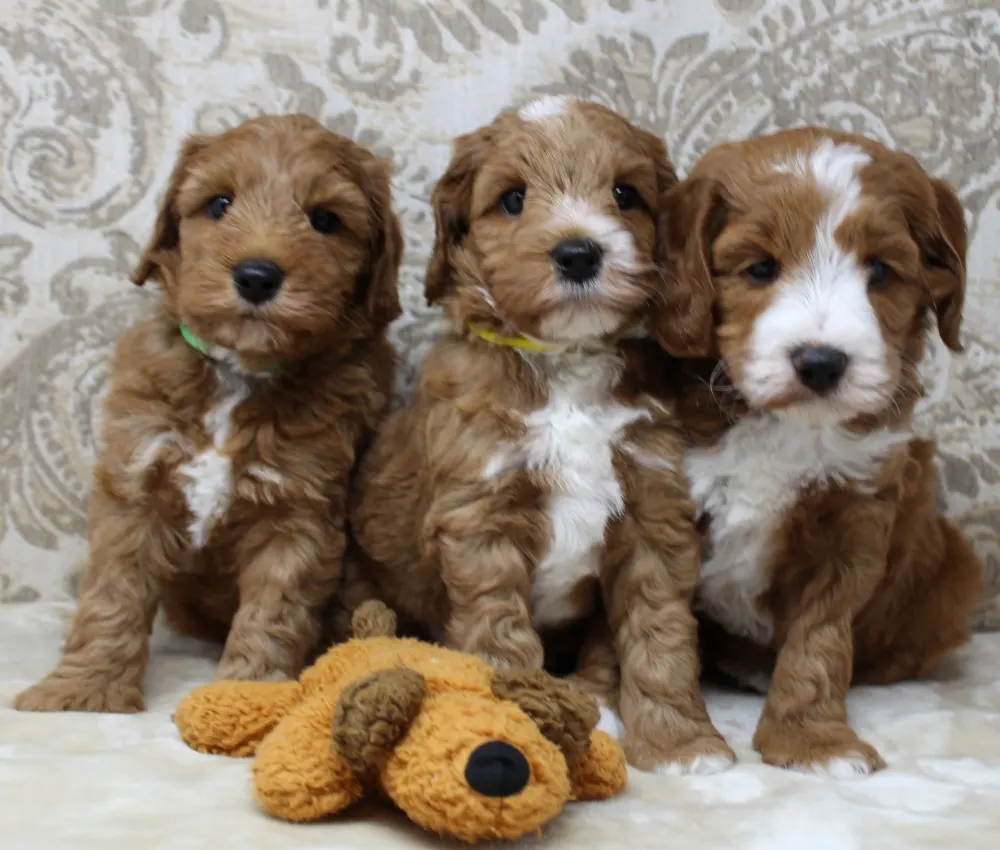 Six weeks Pups 5