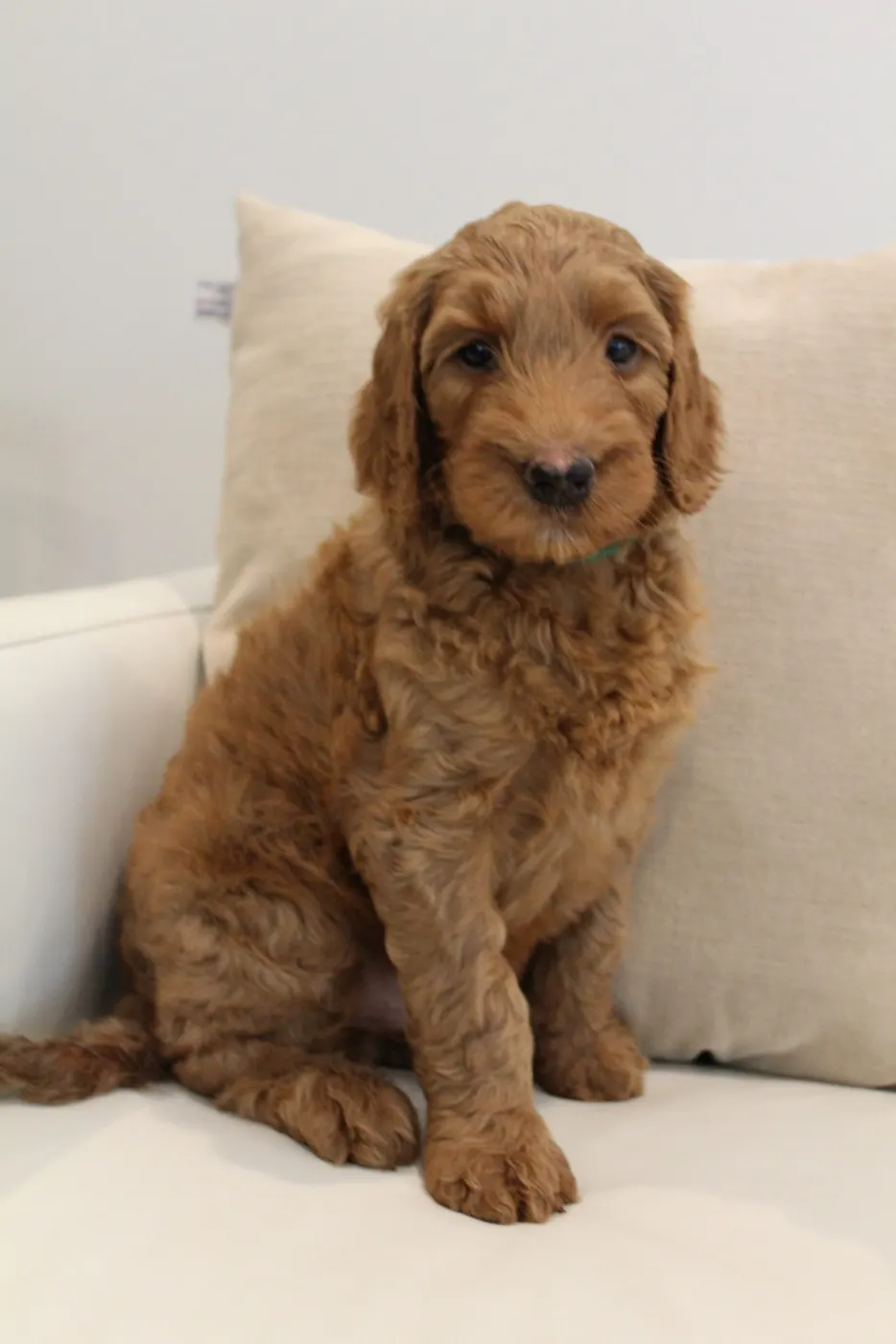 Bella and Gunner’s Bumble Bee puppies are home