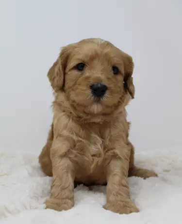 Four weeks Andy