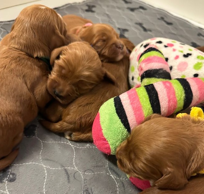Mabel and Nelson's puppies are here!