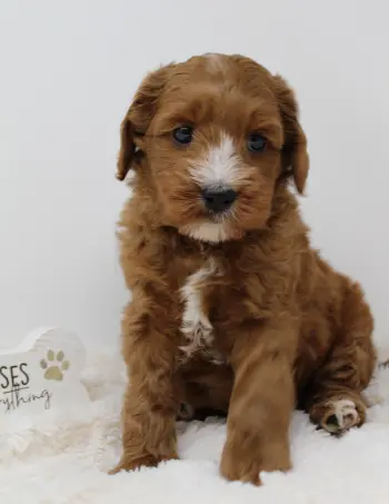 Six weeks Max 2