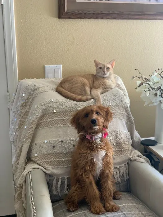 Oregon best breeder Australian Labradoodles