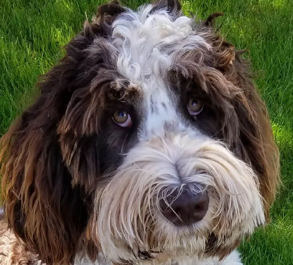 Oregon labradoodles