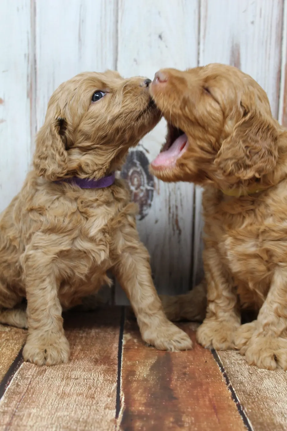 Gracie’s puppies are with their forever families