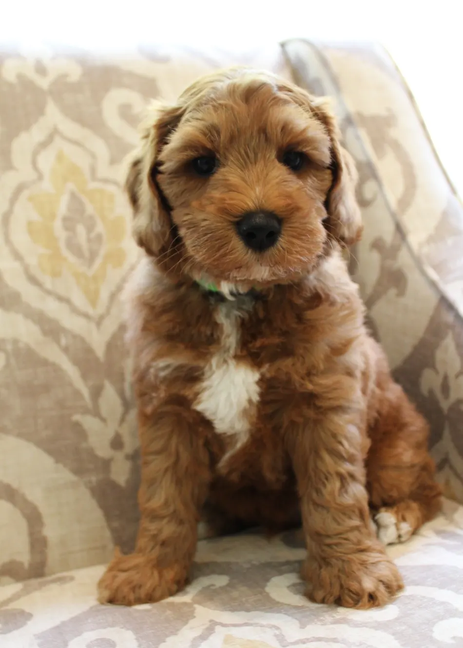 Daisy and Oakley's puppies are home