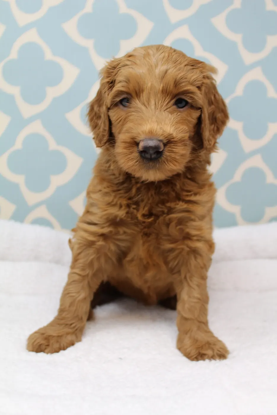 Bella and Gunner’s Bumble Bee puppies are home