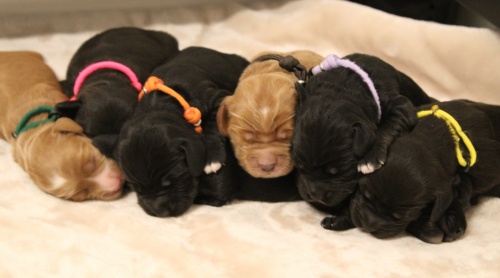 Puppy Culture labradoodle puppies Oregon Washington Salem Portland