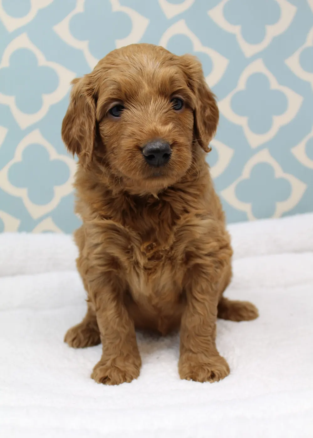 Bella and Gunner’s Bumble Bee puppies are home