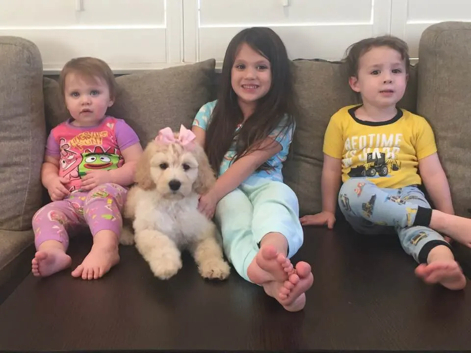 Oregon Portland Salem Vancouver labradoodles