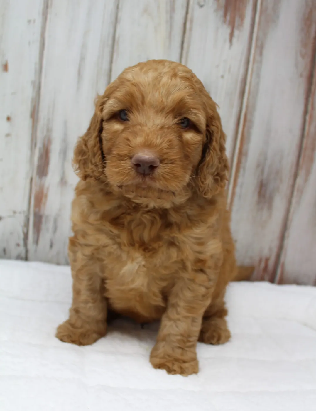 Gracie’s puppies are with their forever families