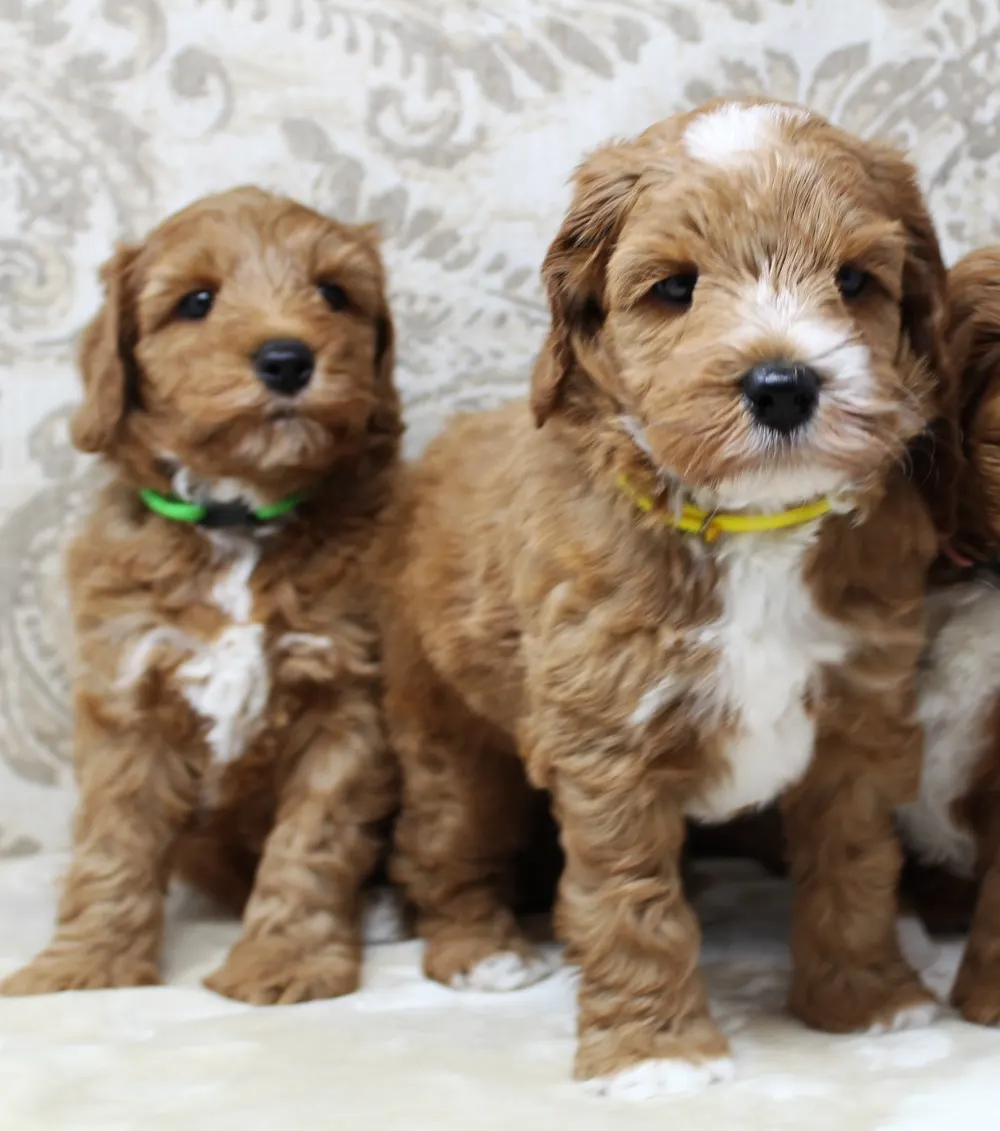Six weeks pups 8
