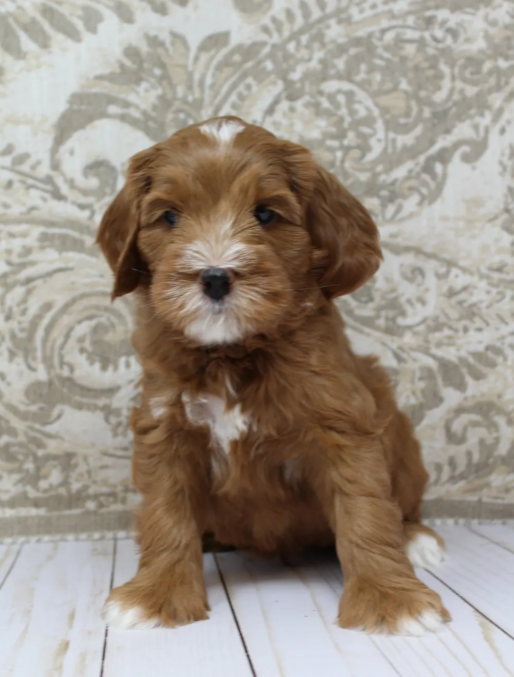 Ally and Watson’s litter is home