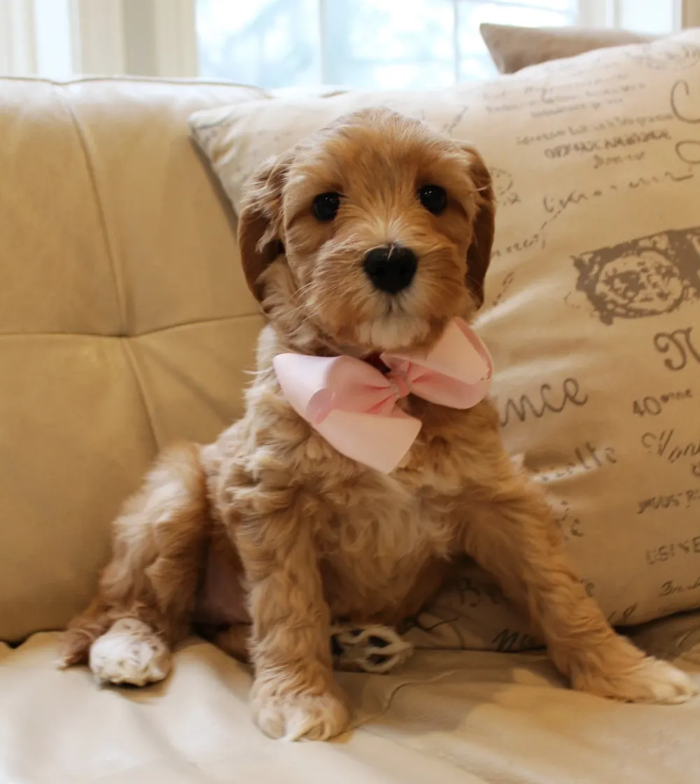 Clara Jane and Bear’s pups are home
