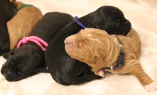 Kylie and Nelson's puppies are here!