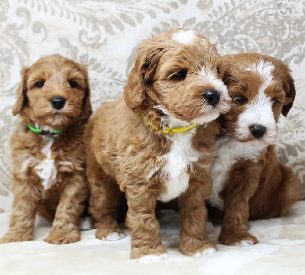 Six weeks pups 9