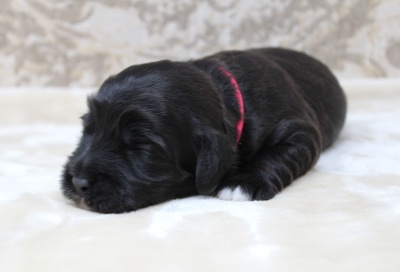 Australian labradoodles breeder puppies Oregon Washington Vancouver